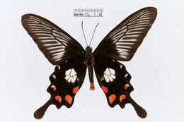 Image of Pachliopta mariae (Semper 1874)