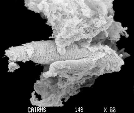 Image of Sporadopora dichotoma (Moseley 1876)