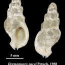 Image of Dermomurex pacei Petuch 1988