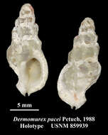 Image of Dermomurex pacei Petuch 1988