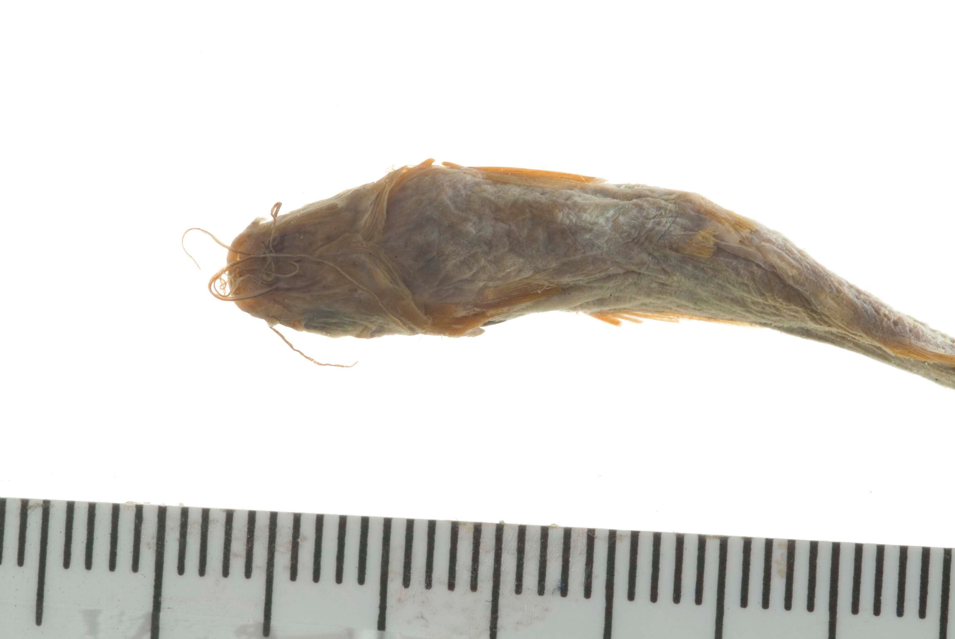 Image of Twospot catfish