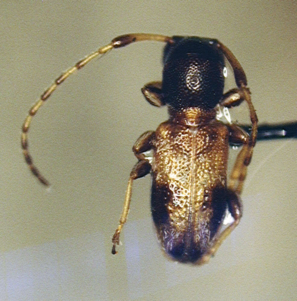 Image of Cyrtinus oakleyi Fisher 1935