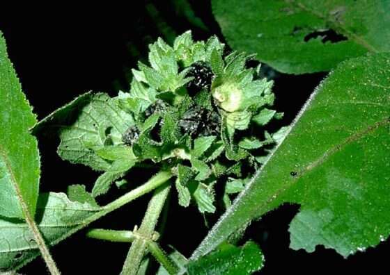 Image of streambed phyllostegia