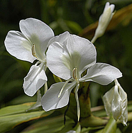 Image of white garland-lily