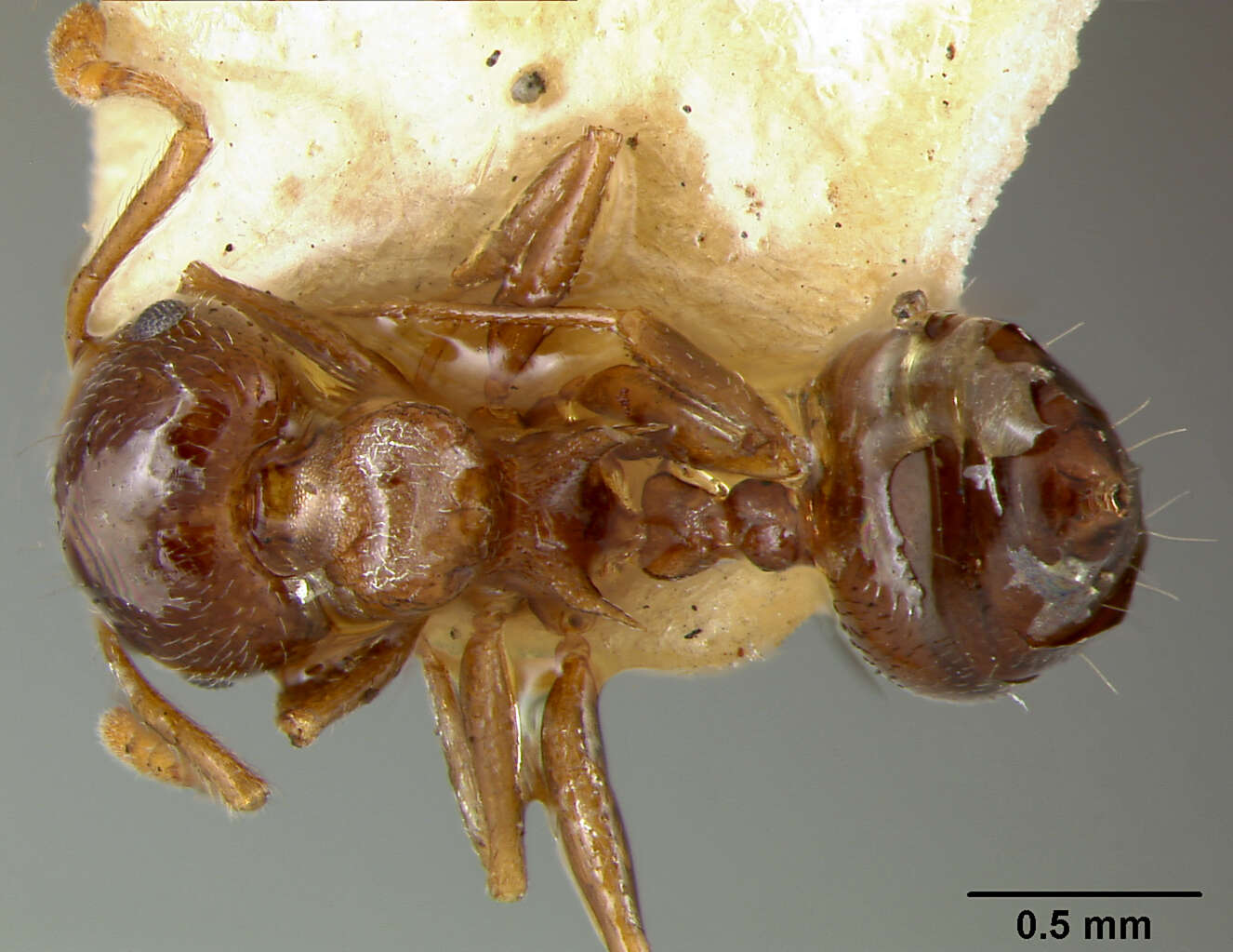 Image of Crematogaster sanguinea sotolongoi Mann 1920