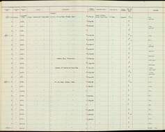 Imagem de Dicaeum trigonostigma cinereigulare Tweeddale 1878