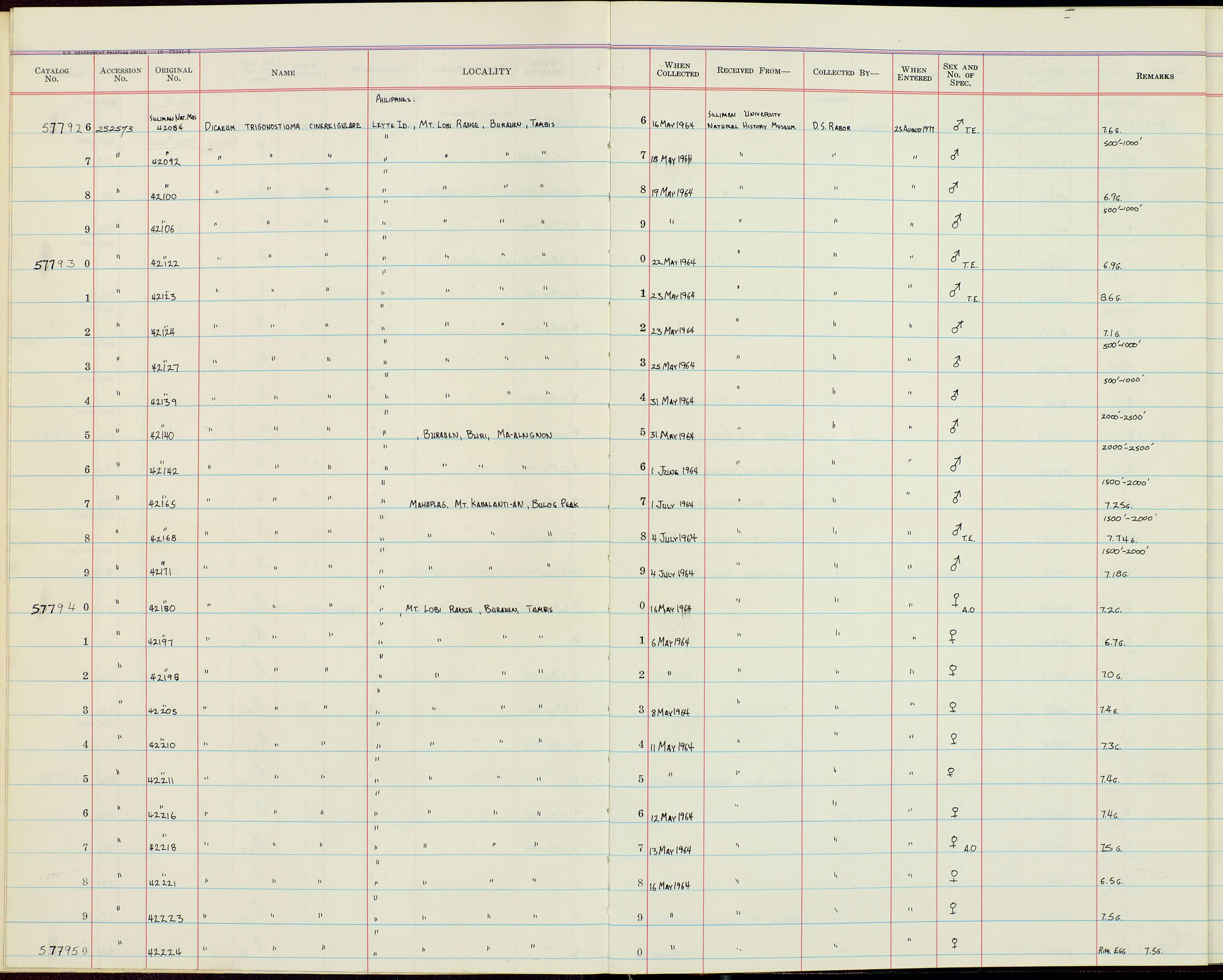 Imagem de Dicaeum trigonostigma cinereigulare Tweeddale 1878