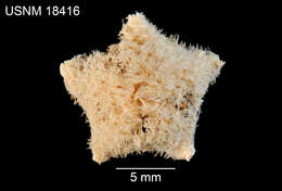 Image of Pteraster acicula (Downey 1970)