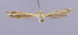 Image of Plume moth