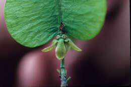 Imagem de Serjania caracasana (Jacquin) Willdenow