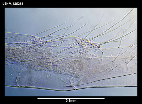 Image of Arcoscalpellum imbricotectum Newman & Ross 1971