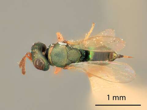 Mesopolobus mayetiolae (Gahan 1919)的圖片