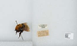 Image of Common carder bumblebee