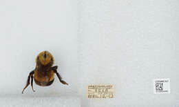 Слика од Bombus affinis Cresson 1864