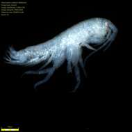 Image of Amphipoda