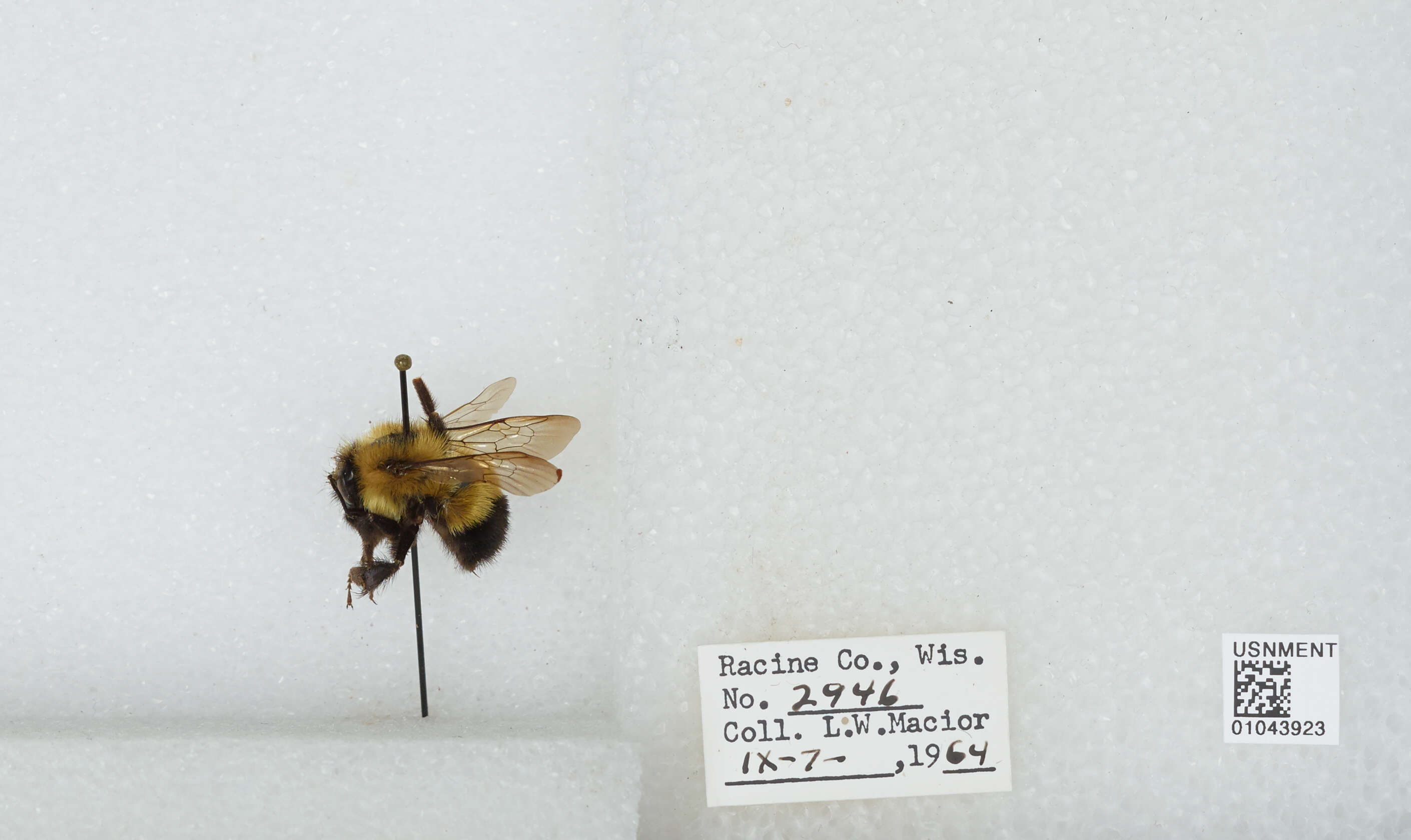 Слика од Bombus affinis Cresson 1864