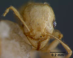 Image of Pheidole onifera Mann 1921