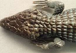 Image of Terrestrial Arboreal Alligator Lizard