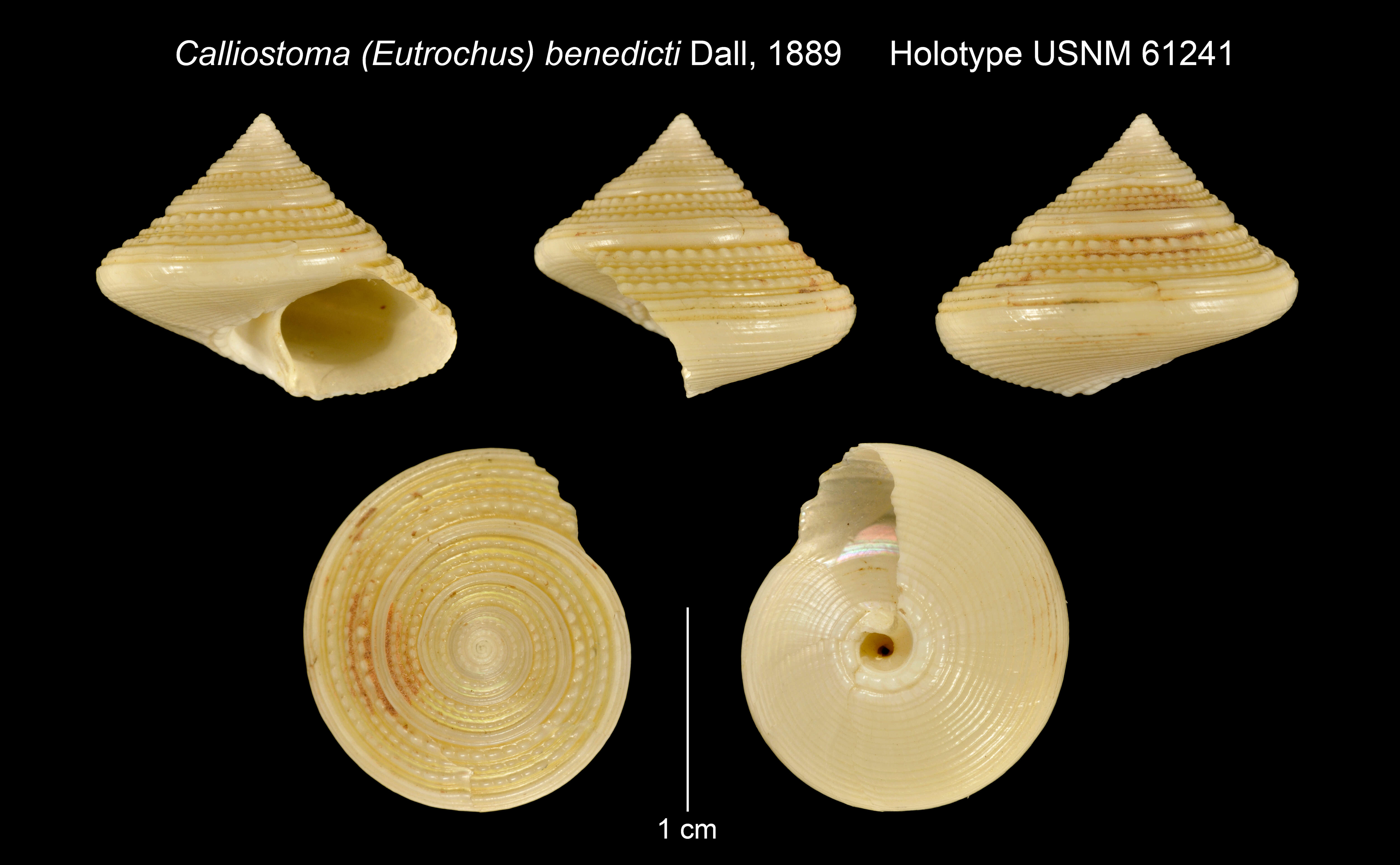 Слика од Calliostoma benedicti Dall 1889