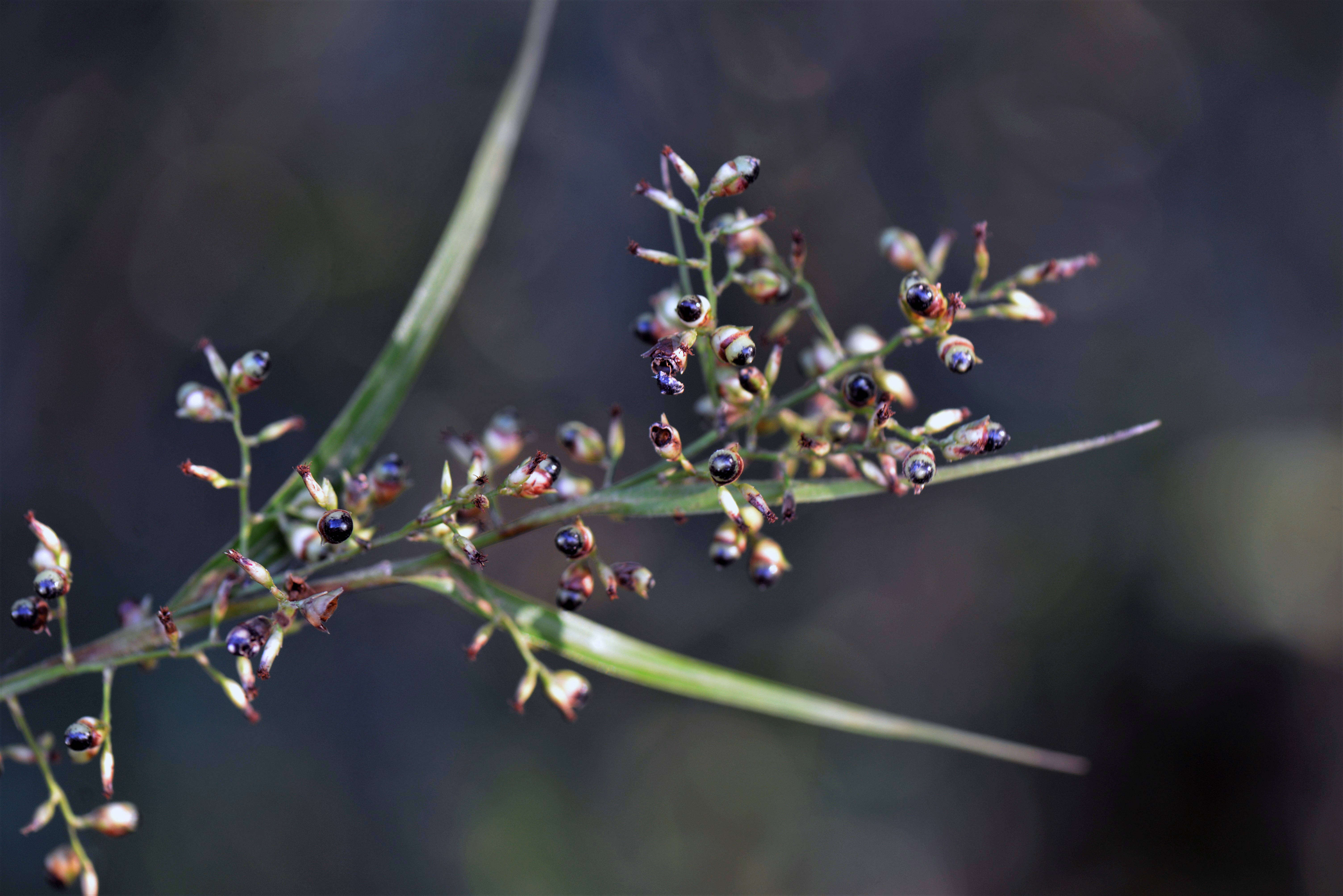 Image of Scleria P. J. Bergius