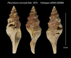 Image of Pleurotoma circinata Dall 1873