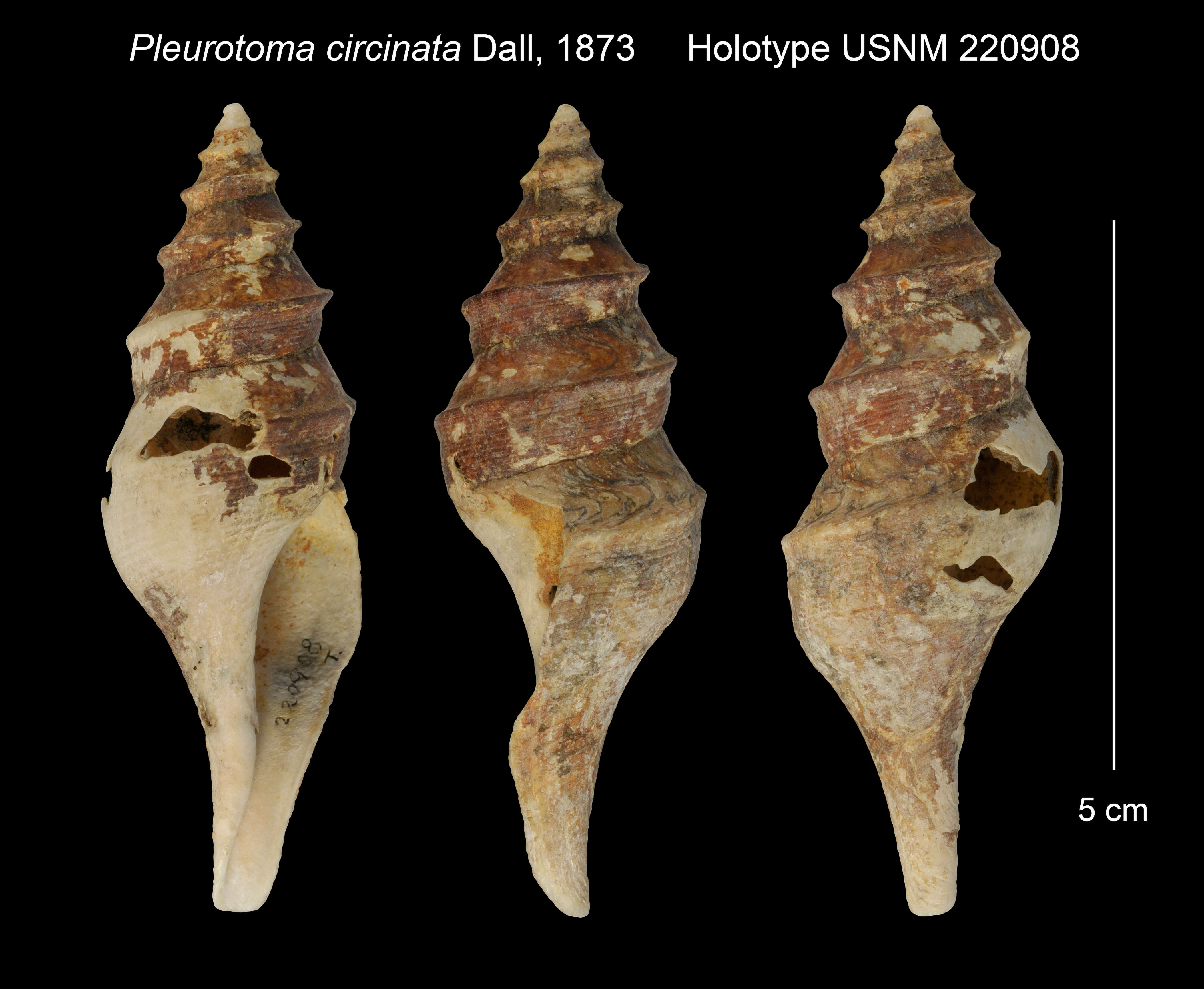 Image of Pleurotoma circinata Dall 1873