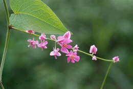 Image of antigonon