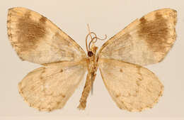 Image of Hydriomena popoa Schaus 1922