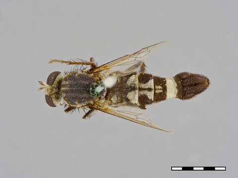 Image of Apiocera monticola Artigas 1970