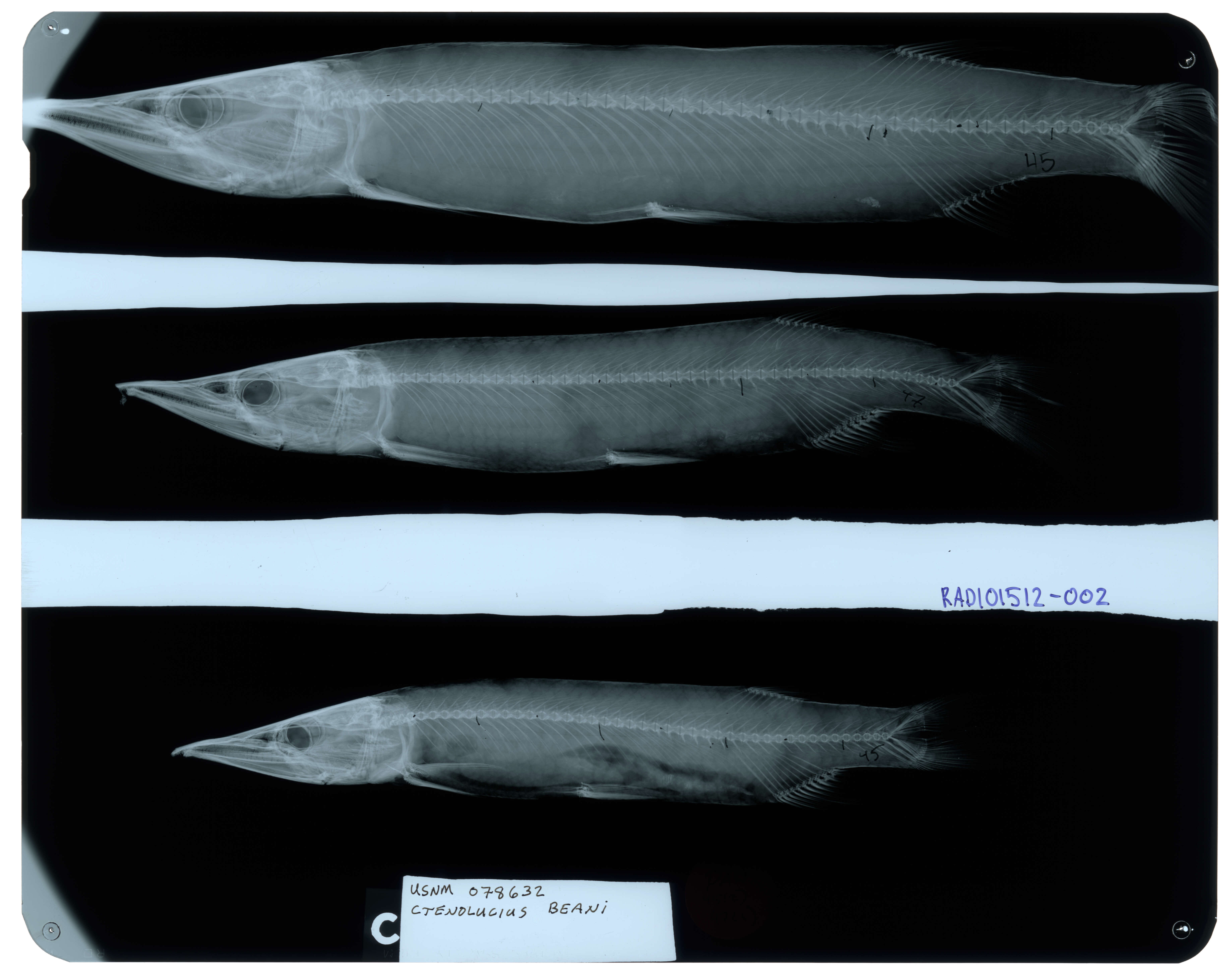 Image of Ctenolucius beani (Fowler 1907)