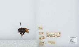 Image of Bombus pauloensis Friese 1912