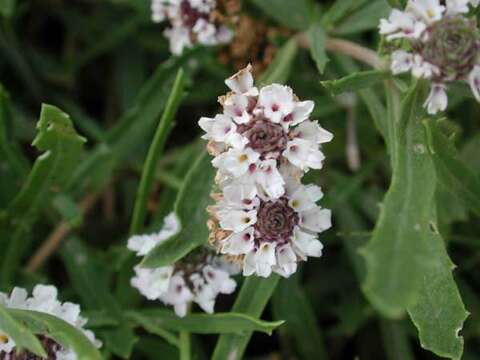 Sivun Phyla nodiflora (L.) Greene kuva