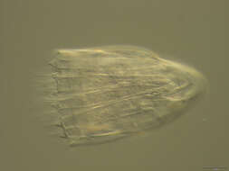 Image of Spinoloricus Heiner & Neuhaus 2007