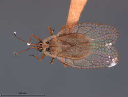 Image of Leptodictya (Hanuala) evidens Drake 1928