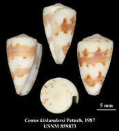 Image of Conus kirkandersi Petuch 1987