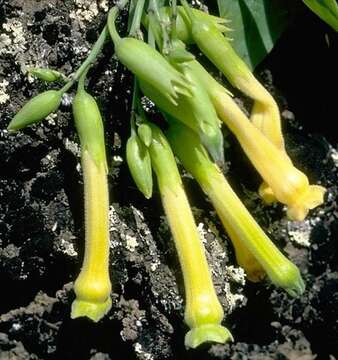 Image of tree tobacco