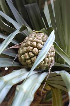 Image of Tahitian screwpine