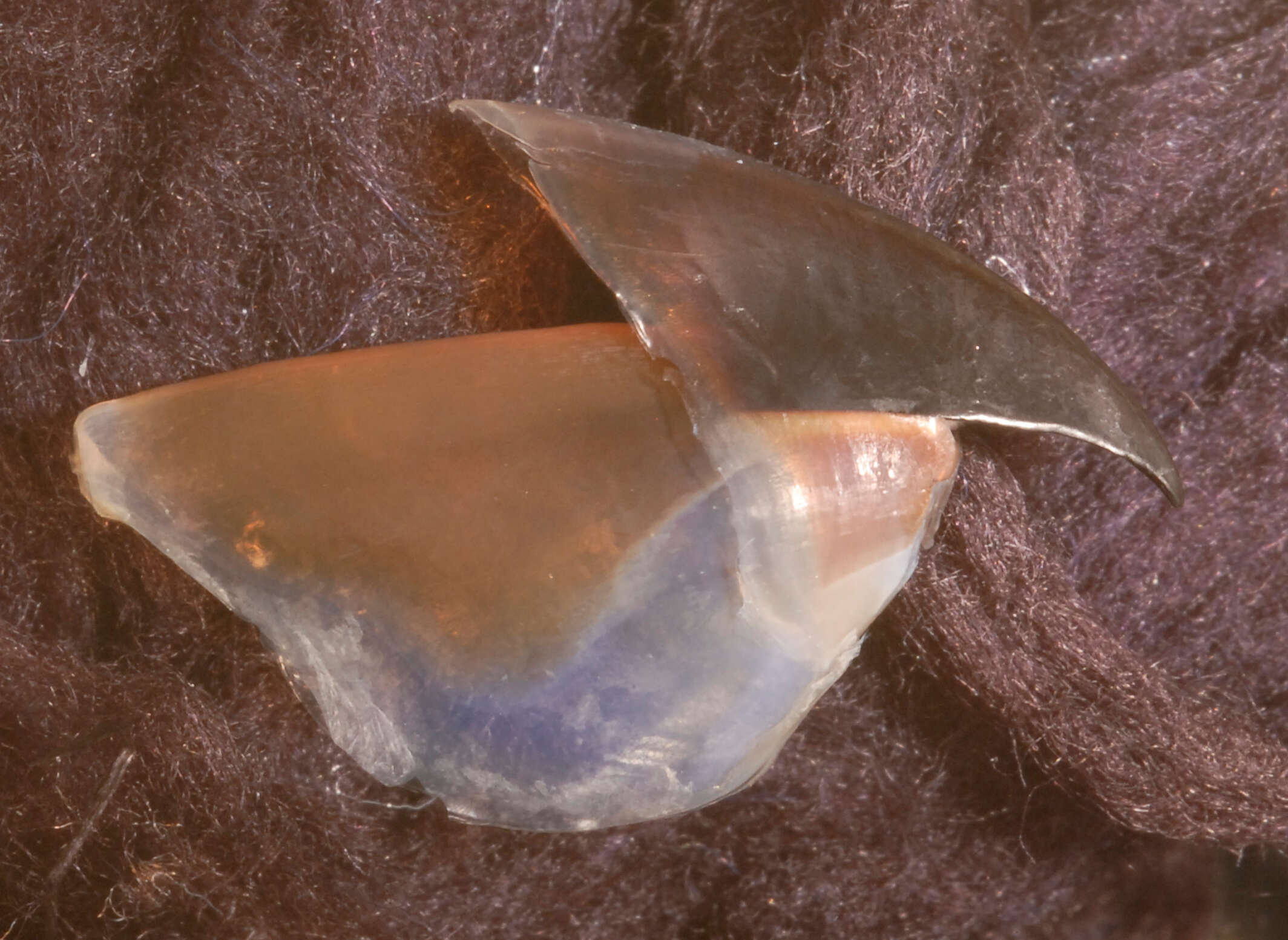 صورة Pholidoteuthis massyae (Pfeffer 1912)