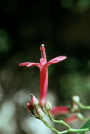 Ipomoea repanda Jacq.的圖片