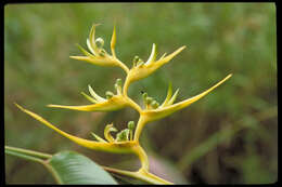 Image of Heliconia clinophila R. R. Sm.