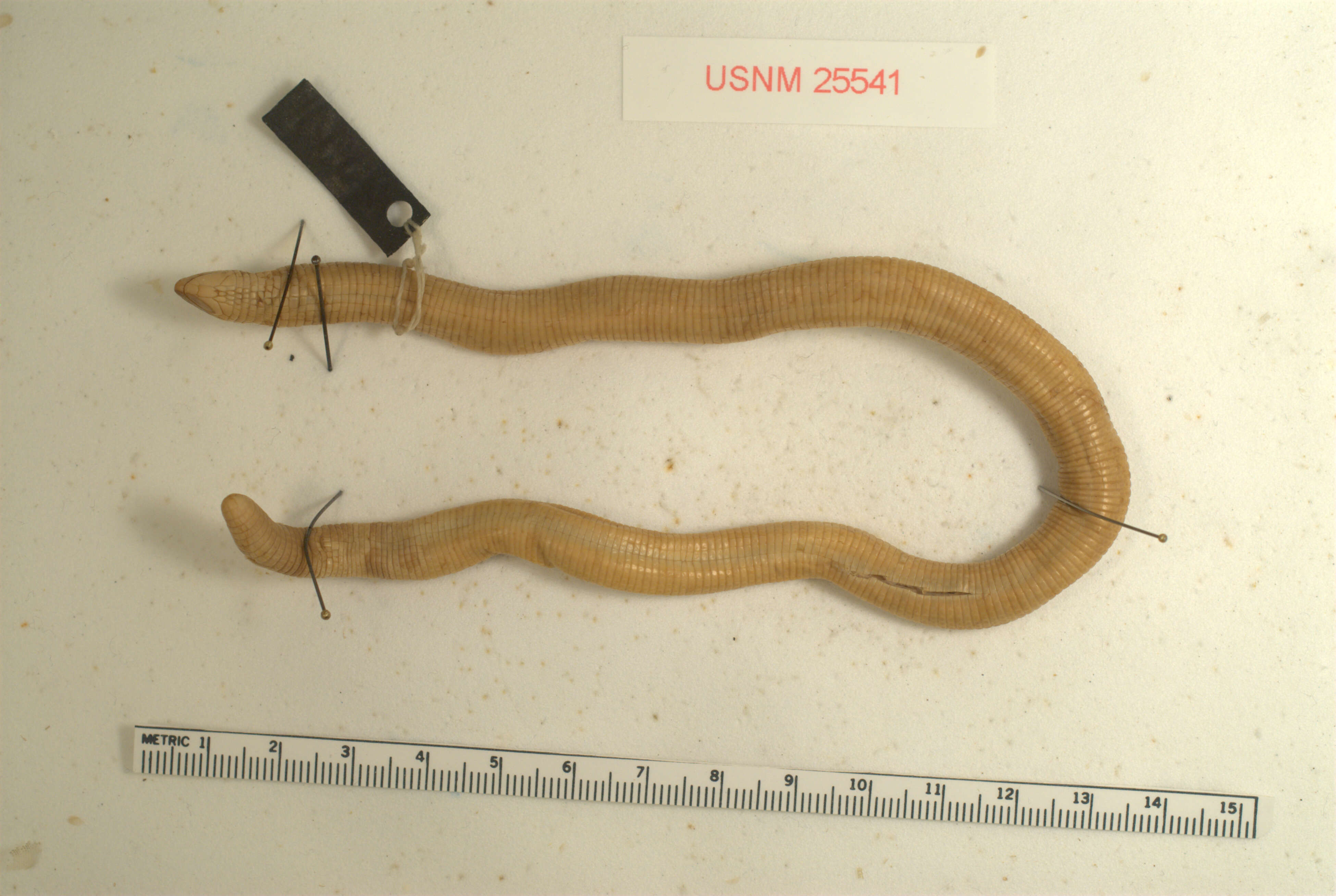 Image of Baker's Worm Lizard