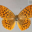 Слика од Argynnis hydaspe Boisduval 1869