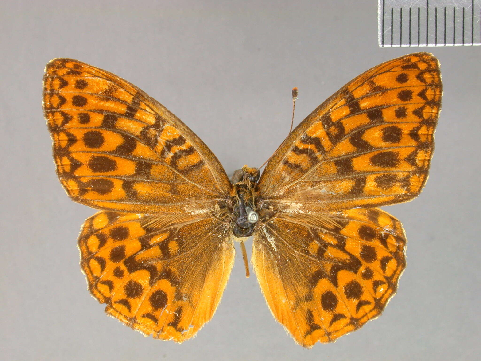 صورة Argynnis hydaspe Boisduval 1869