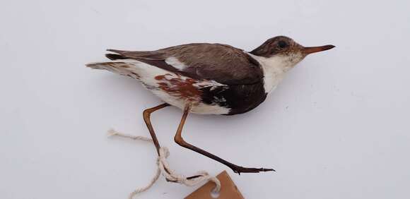 Image of <i>Charadrius cinctus</i>