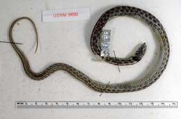 Image of Thamnophis pulchrilatus (Cope 1885)