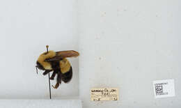 Слика од Bombus affinis Cresson 1864