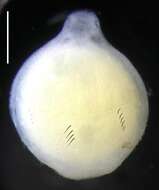 Image de Apolemia lanosa Siebert, Pugh, Haddock & Dunn 2013