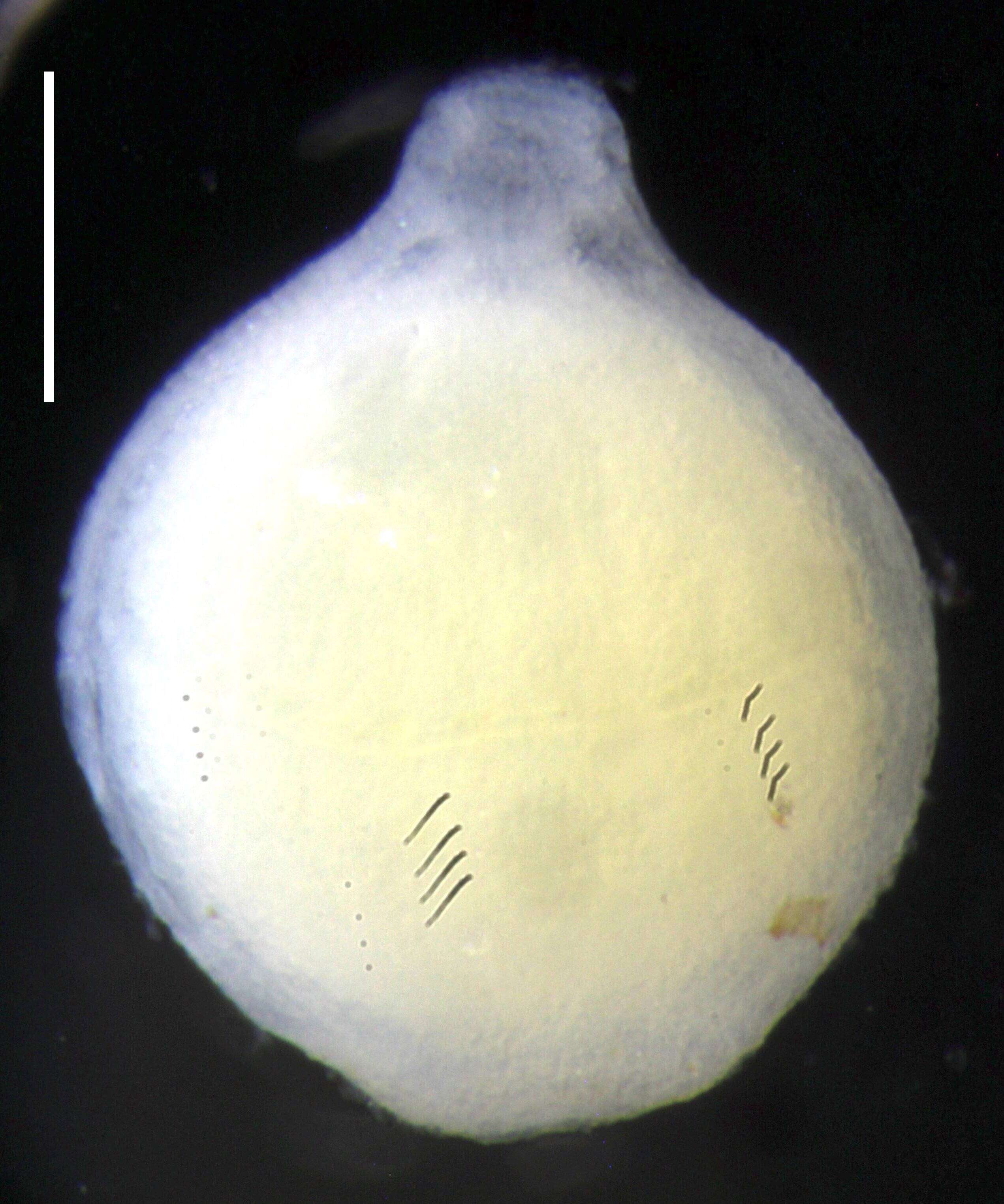 Image of Apolemia lanosa Siebert, Pugh, Haddock & Dunn 2013