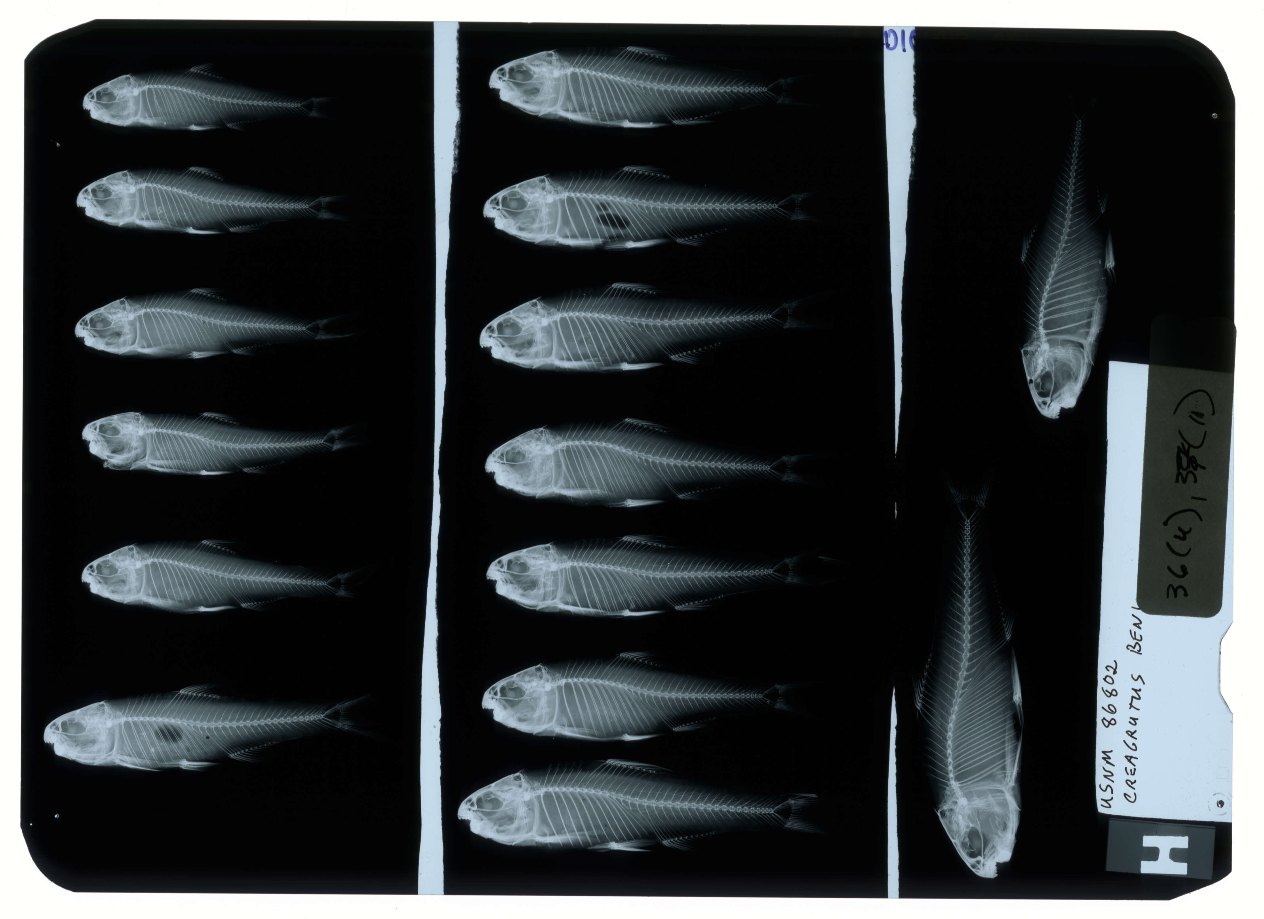 Image of Goldstripe characin