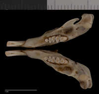 Image of Thomomys bottae analogus Goldman 1938